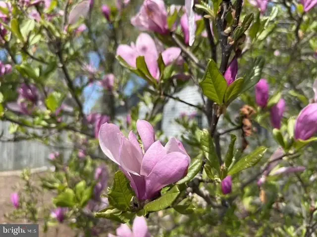 3824 Seymour Dr, Trappe, MD 21673 - #3