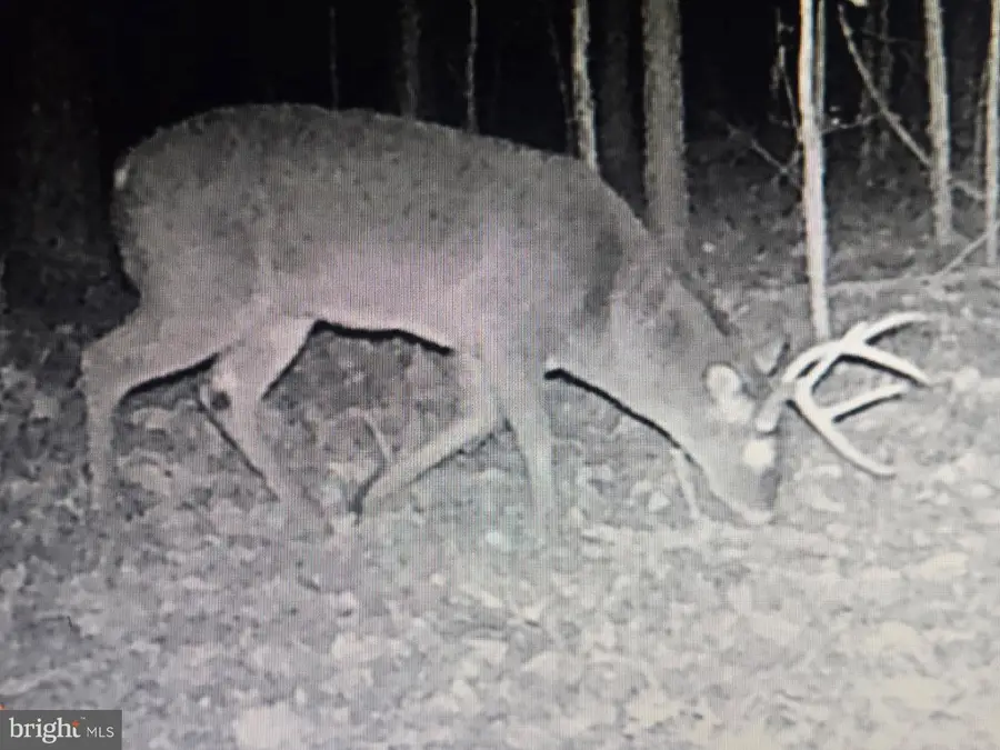 0 Cottman Rd, Allen, MD 21810 - Image #3