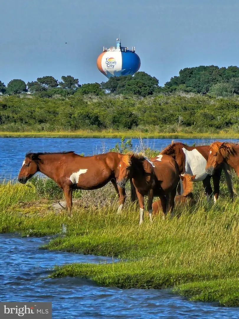 Lot 3 Stephen Decatur, Ocean City, MD 21842 - #1