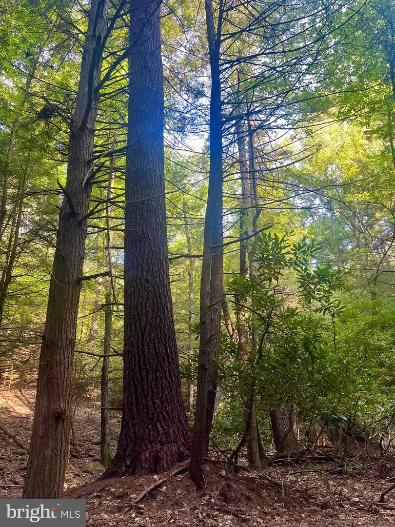 22 Beech Creek Mountain Rd, Beech Creek, PA 16822 - #3