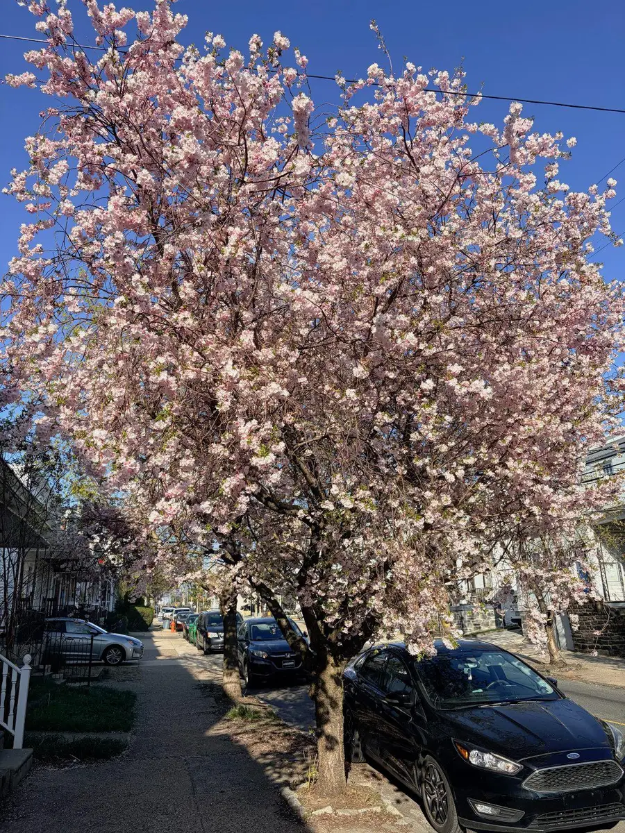 450 Leverington Ave, Philadelphia, PA 19128 - #3