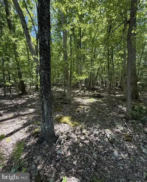 Paper Birch N, Tafton, PA 18464 - #3