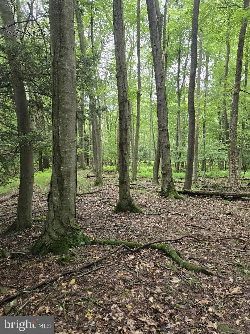 825 Pine Valley Rd, New Ringgold, PA 17960 - #3