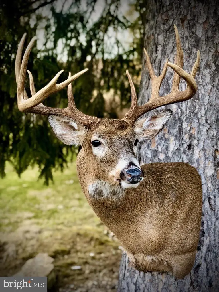 416+/- Acres Shaffer Mountain Rd, Cairnbrook, PA 15924 - Image #3