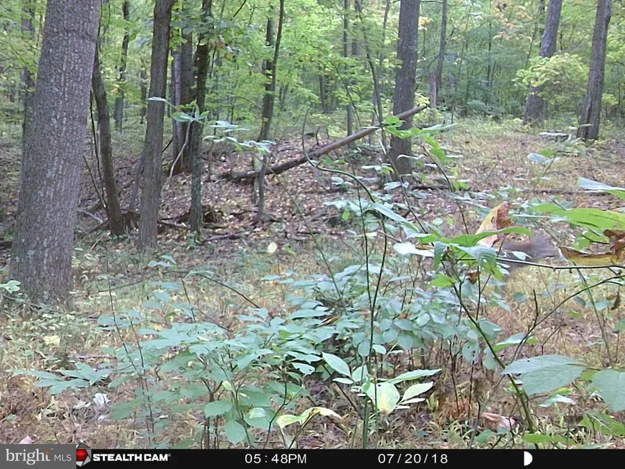 Hunters Rd, Back Creek, VA 22656 - #2