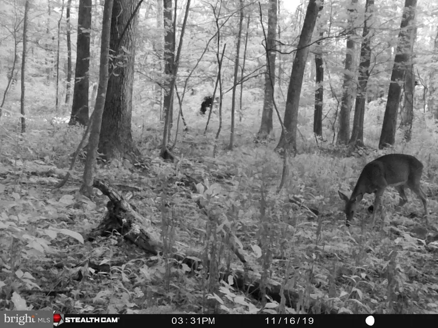 Hunters Rd, Back Creek, VA 22656 - #3