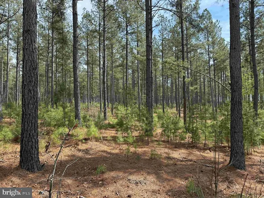 S. Flint Hill Road (rt. 829)(tract: Reynolds A-2), Chatham, VA 24531 - #2