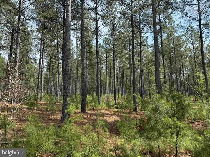 S. Flint Hill Road (rt. 829)(tract: Reynolds A-2), Chatham, VA 24531 - #3