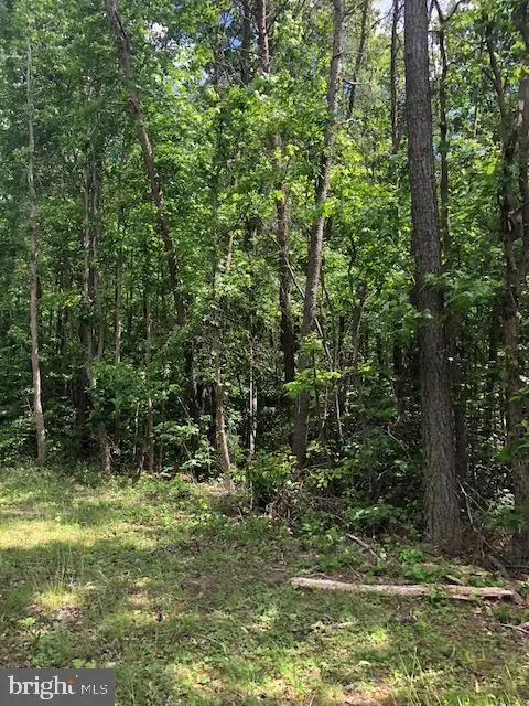 Turkey Trot, Warsaw, VA 22572 - #2
