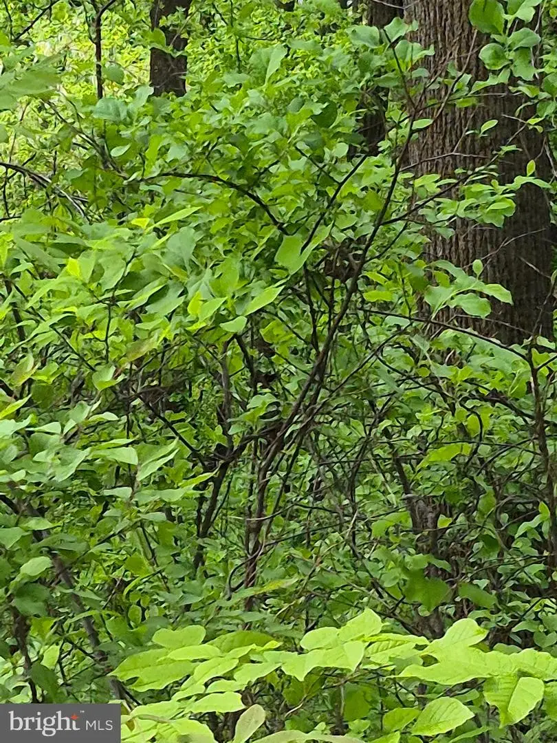 Lot 415 Briar, Front Royal, VA 22630 - #3