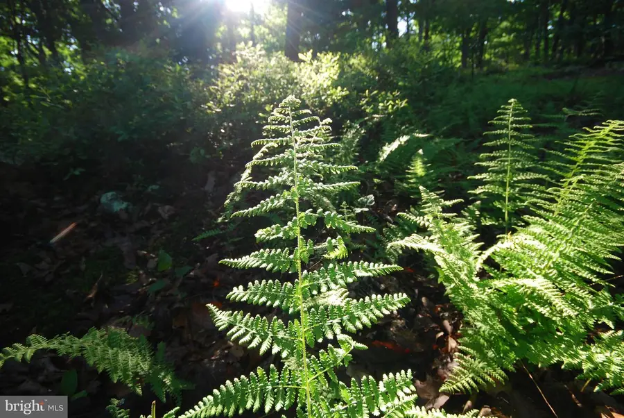 Lot 23 Cove Creek, Baker, WV 26801 - #2