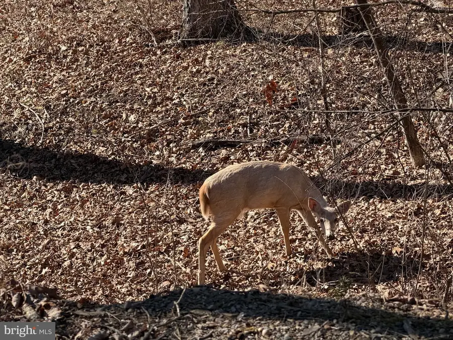 Goldsborough Rd, Springfield, WV 26763 - #3