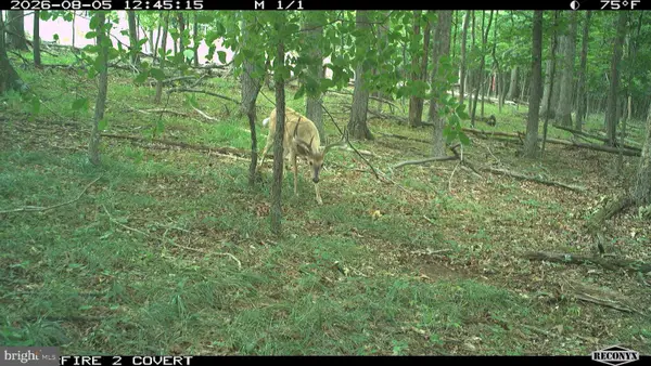 Racey Rd, AUGUSTA, WV 26704