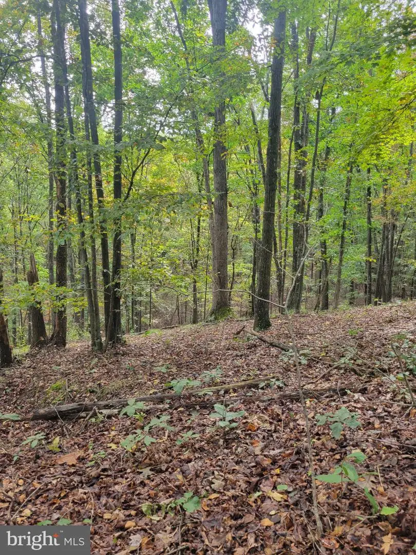 Bear Rd, Delray, WV 26714 - #2
