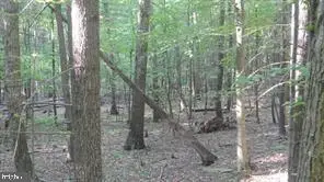 Calypso Trail, Great Cacapon, WV 25422 - Image #2