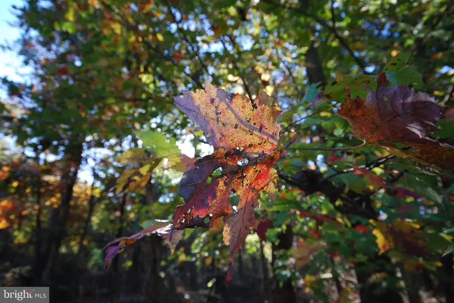 Lot 17 Gaither Rd, Great Cacapon, WV 25422 - Image #2