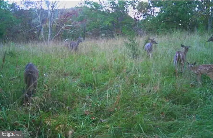 365 Strauter Rd, Franklin, WV 26807 - Image #2