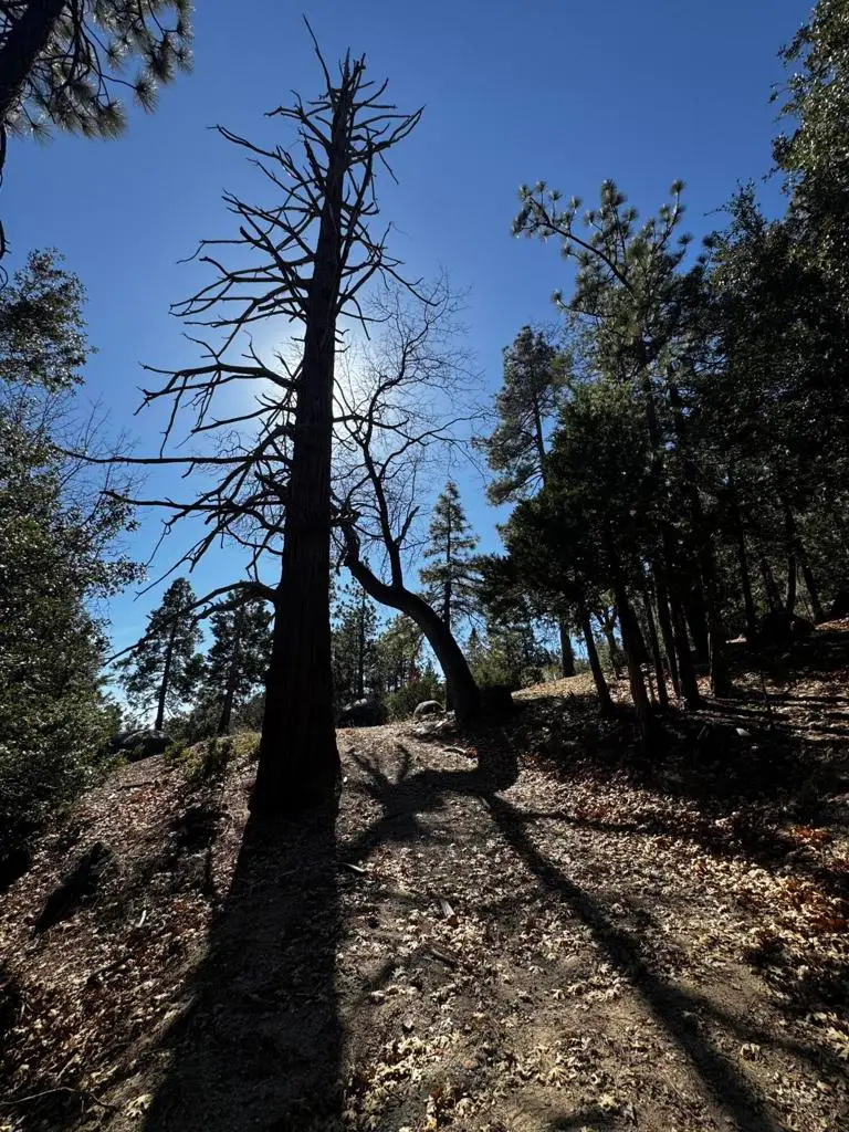 25327 Scenic View Drive, Idyllwild, CA 92549 - #2