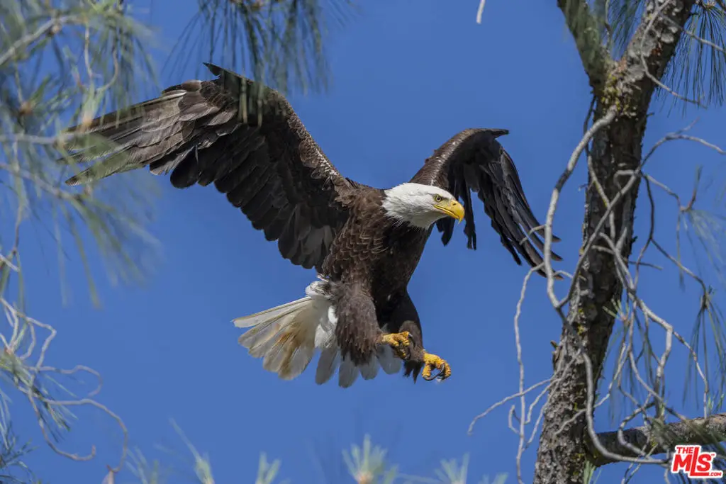 41924 Patrick Avenue, Coarsegold, CA 93614 - Image #1