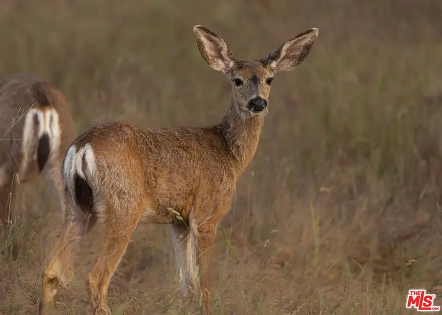 1758 Long Hollow Lane, Coarsegold, CA 93614 - #2