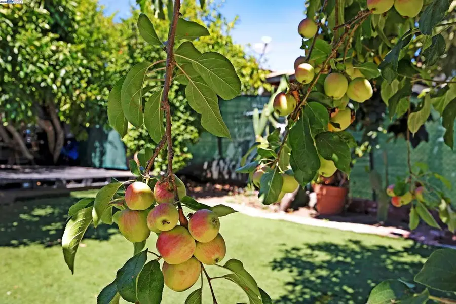 2309 High St, Oakland, CA 94601 - Image #3