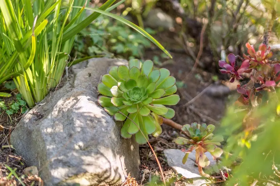 5460 5460 Carlton St, Oakland, CA 94618 - Image #3