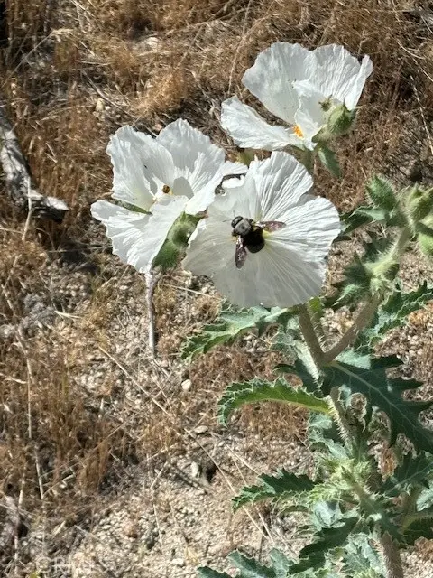 0 Ida, Cabazon, CA 92230 - Image #2