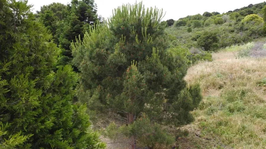 0 Knobcone Drive, Richmond, CA 94803 - #2