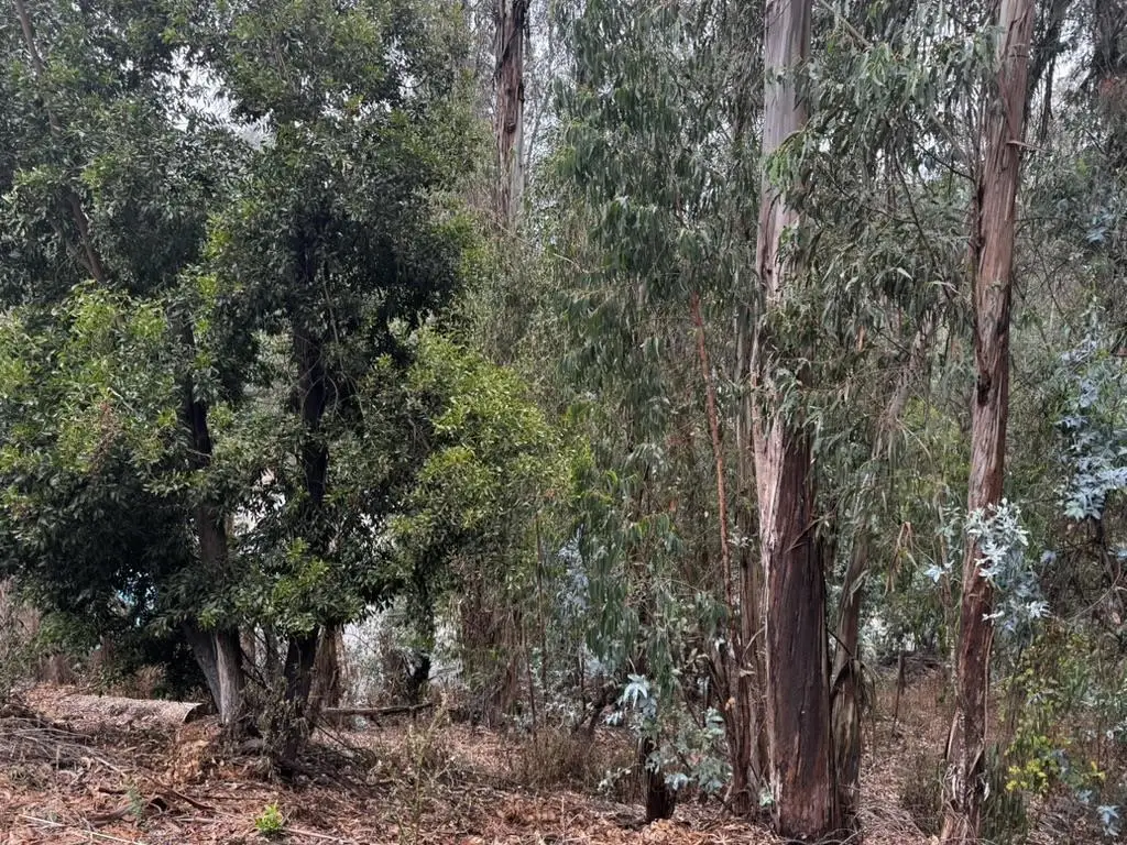 6587 Thornhill Drive, Oakland, CA 94611 - Image #1