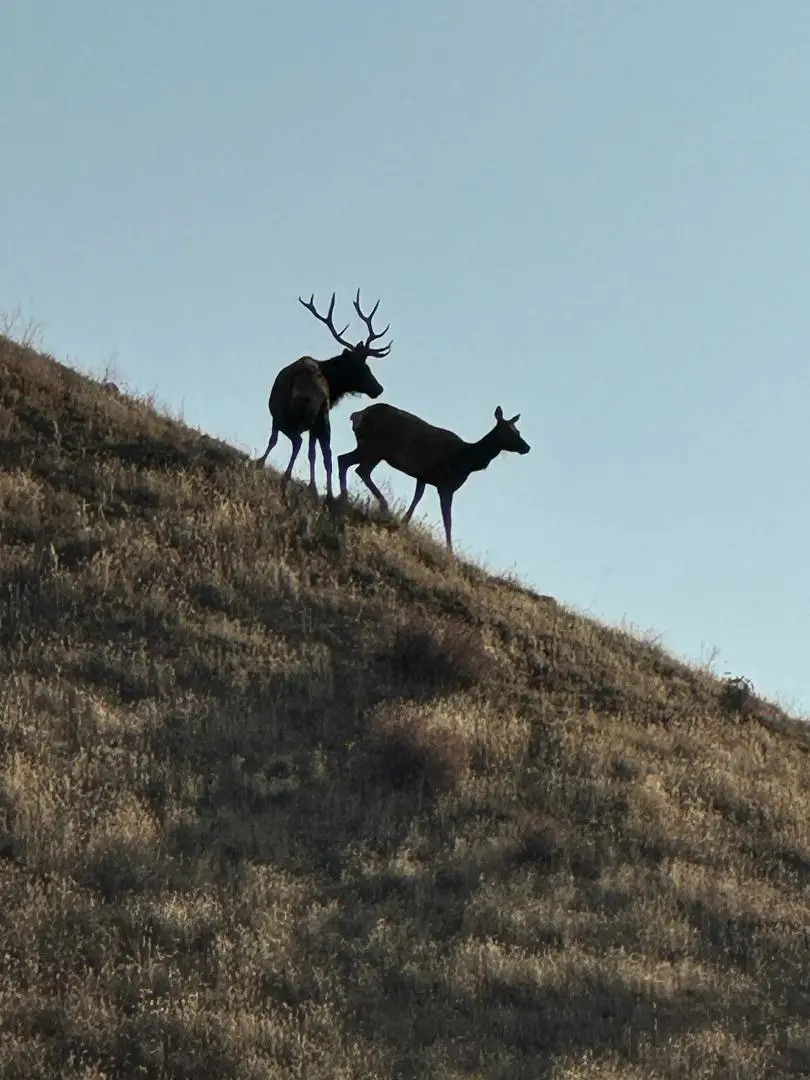 19825 New Idria Road, Paicines, CA 95043 - #1