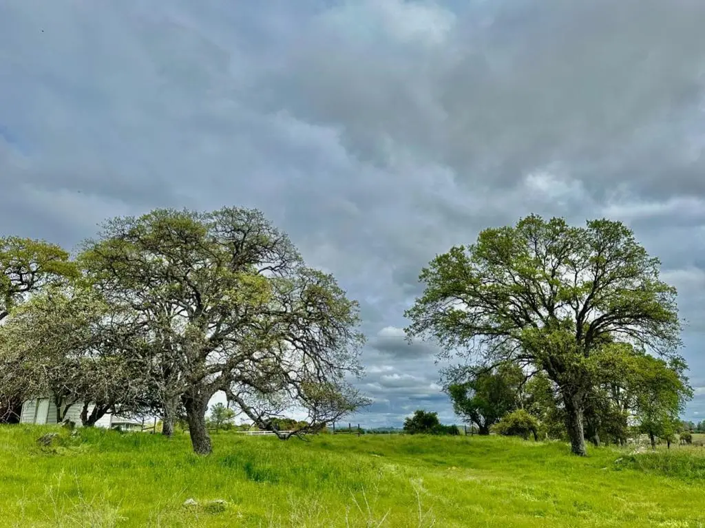 159 Albright Court, Angels Camp, CA 95222 - #1