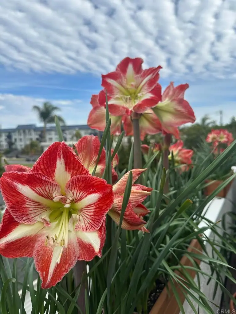 374 Orange Avenue #F, Coronado, CA 92118 - Image #3