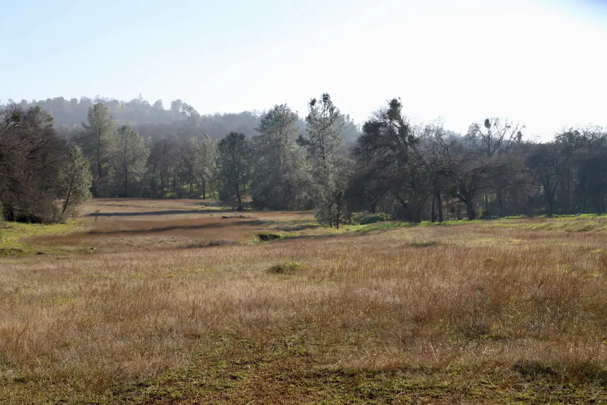 10282 Piney Creek, Coulterville, CA 95311 - #1