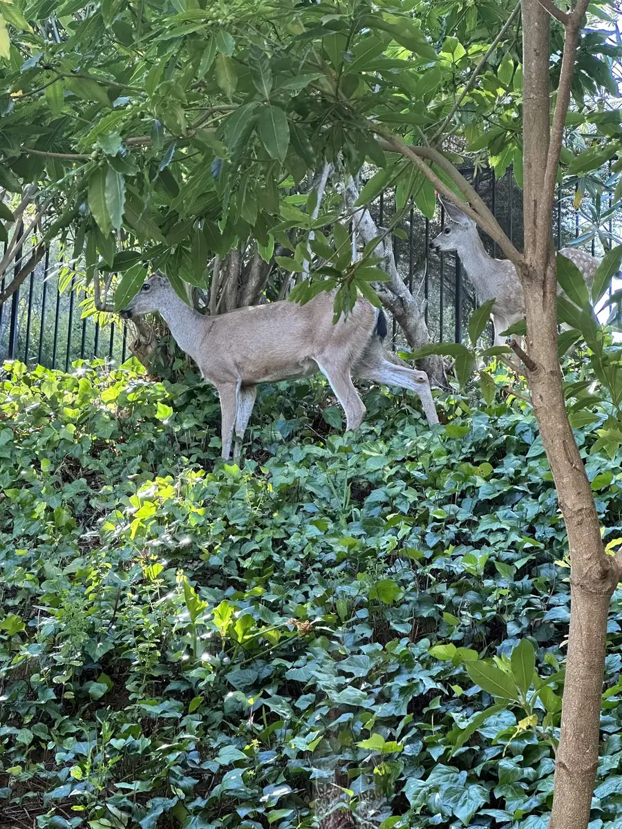 1444 Ashwood Drive, Martinez, CA 94553 - Image #2