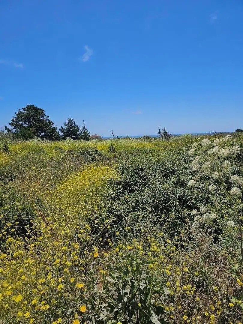 00 Vienna, Half Moon Bay, CA 94019 - Image #1