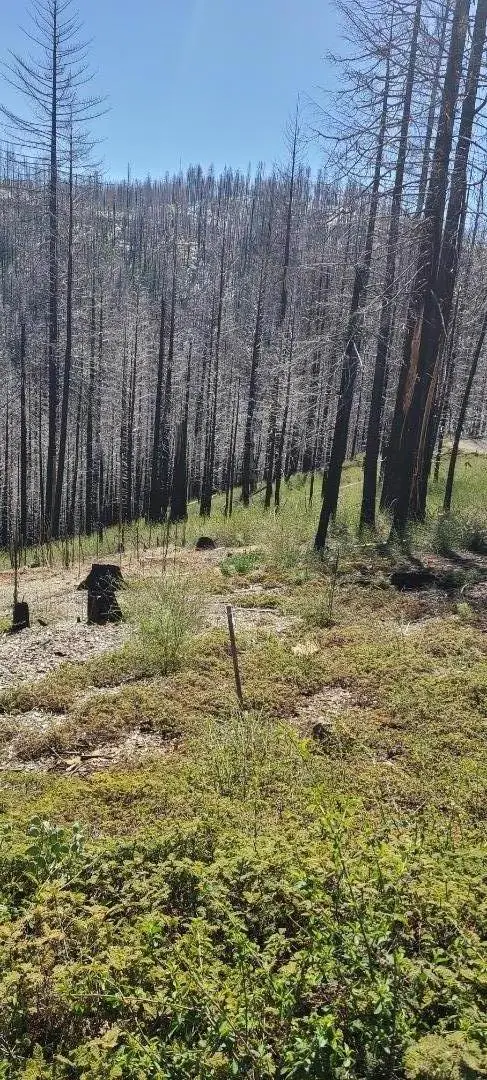 5406 Wooded Glen Drive, Grizzly Flats, CA 95636 - #2