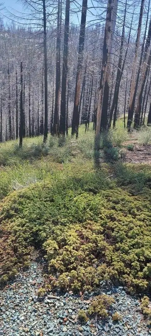 5406 Wooded Glen Drive, Grizzly Flats, CA 95636 - #3