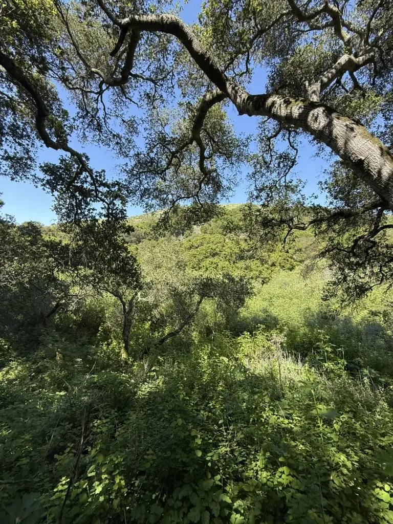 0 Bartlett Way, Belmont, CA 94002 - #1