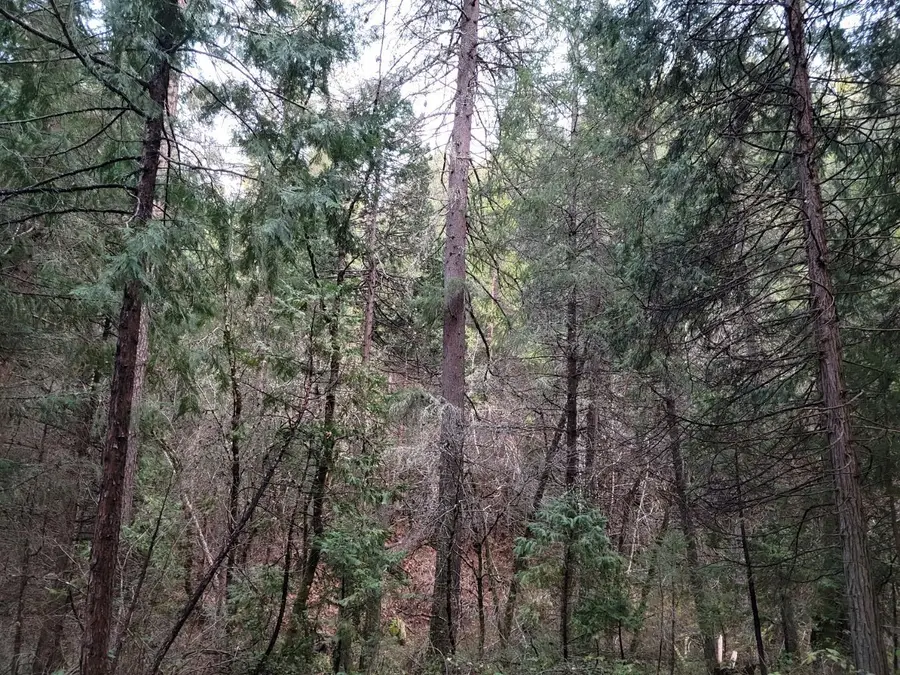 3179 Independence Road, Mokelumne Hill, CA 95245 - #2