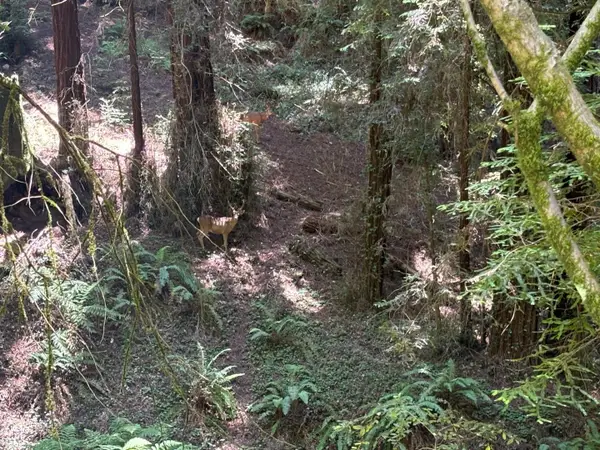 584 Hazel Dell Road, CORRALITOS, CA 95076