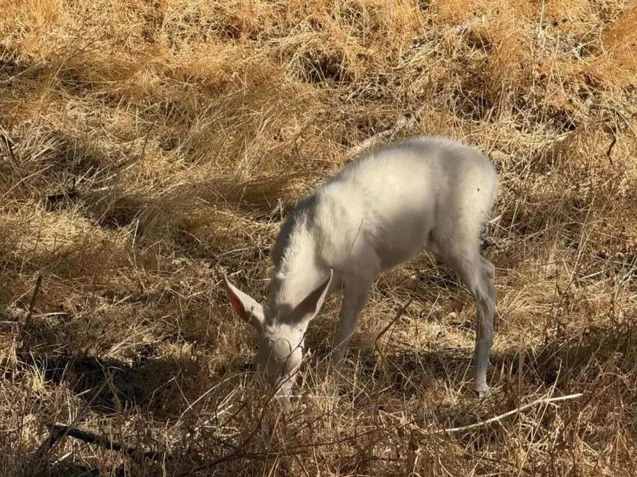 48015 Mines Road, San Jose, CA 95140 - #2