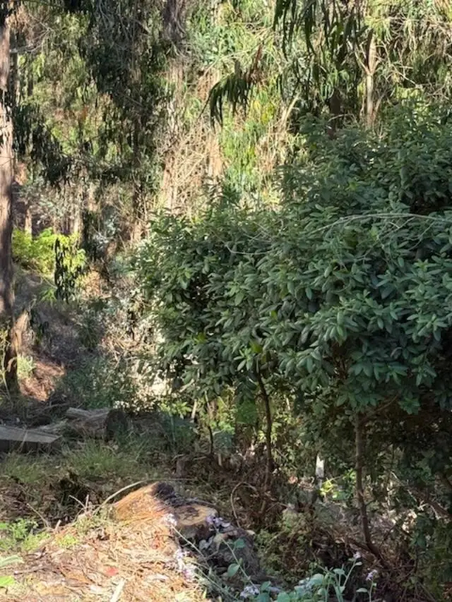 Address Withheld By Seller, El Granada, CA 94018 - Image #2