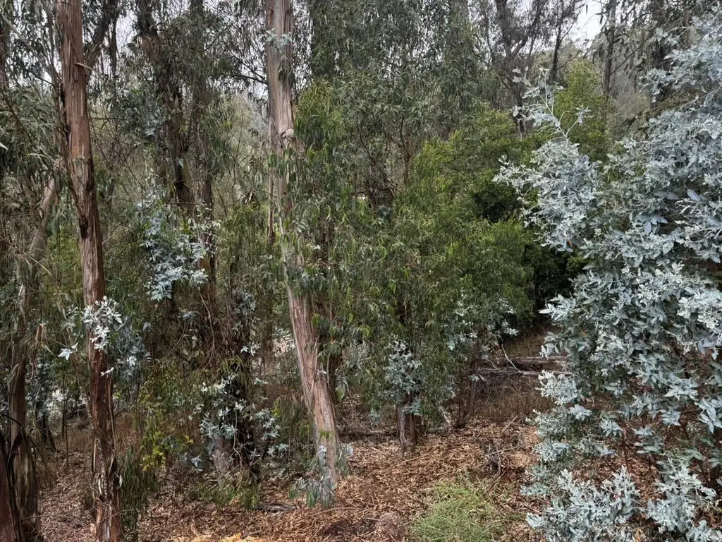 6567 Thornhill Drive, Oakland, CA 94611 - Image #1