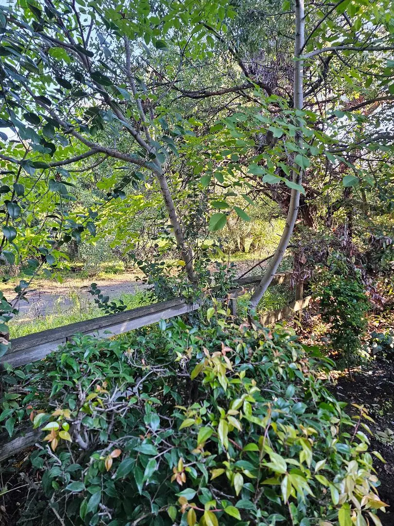 1794 Bevin Brook Drive, San Jose, CA 95112 - Image #3