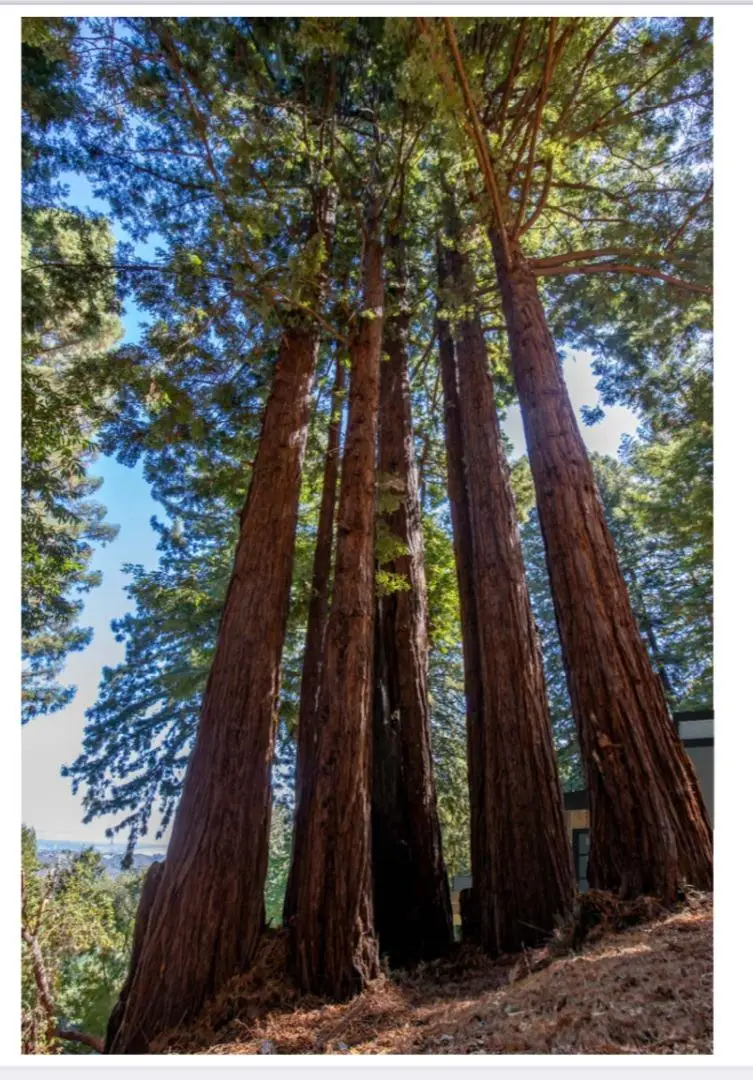 215 Grandview Drive, Woodside, CA 94062 - #2