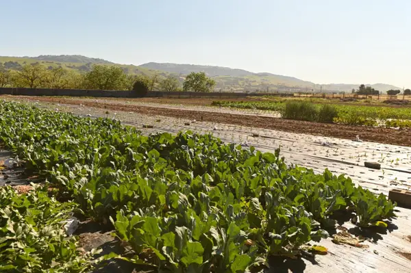 1600 Barrett Avenue, MORGAN HILL, CA 95037