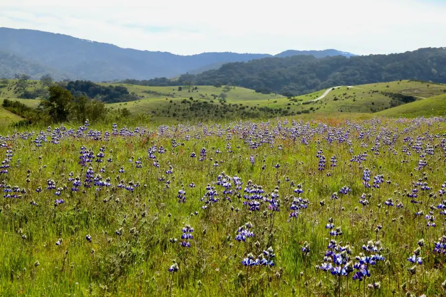 1 Peon Peak Trail (Lot 217), Carmel, CA 93923 - #3