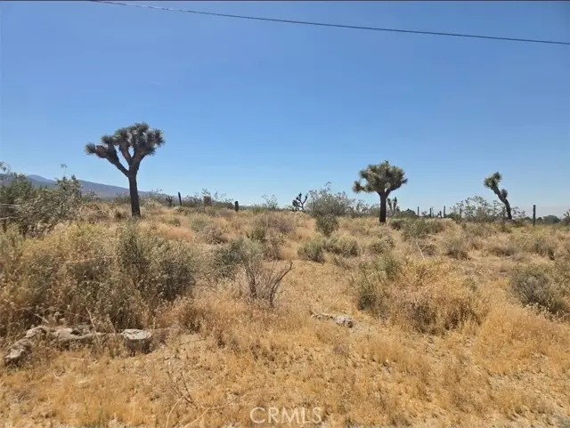 11524 Wintergreen Rd, Pinon Hills, CA 92372 - #2