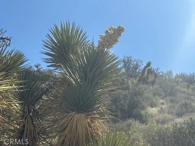 0 none, Pinon Hills, CA 92372 - #3