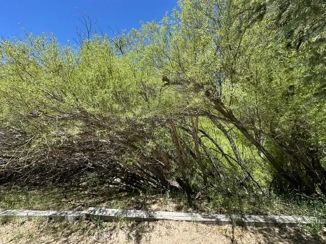 0 Wild Rose, Green Valley Lake, CA 92341 - #3